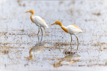 田んぼ飛来したアマサギ