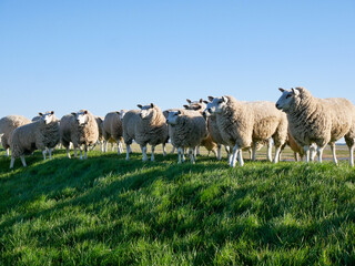 Obraz premium Sheep grazing in the Netherlands,