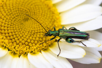 Thick-legged flower beetle (Oedemera nobilis),  also known as the swollen-thighed beetle and the...