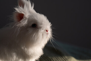 Dramatic Portrait of a Sun-Kissed White Lionhead Rabbit