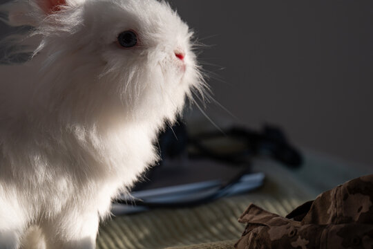 Dramatic Portrait of a Sun-Kissed White Lionhead Rabbit