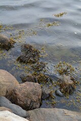 Seaweed and Coastal Rocks at Shoreline with Clear Rippling Water; seaweed-covered rocks at the water’s edge; colors of coastal marine life