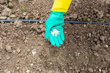 A gardener holds white granules of superphosphate fertilizer in a rubber protective glove for...
