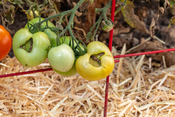Tomato catfacing on unripe green tomato. Gardening, blemished produce, garden disease and disorder...