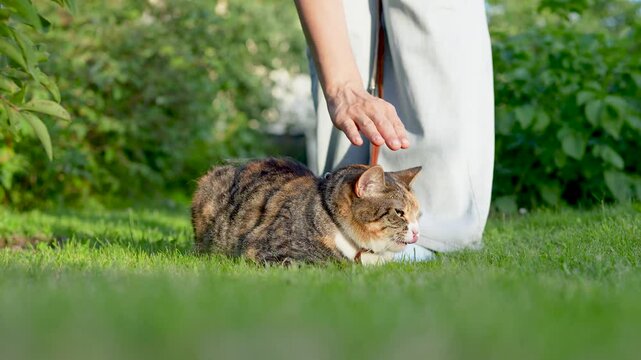 Home cat adapting to outdoor walk on leash, learning street park environment. Mosquitoes attack feline, owner waves insects away, stress induced shedding, nervous behavior, patience during acclimation