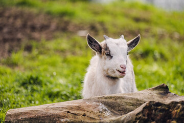 Obraz premium Adorable white baby goat resting on a log in a green field, enjoying a peaceful moment in nature