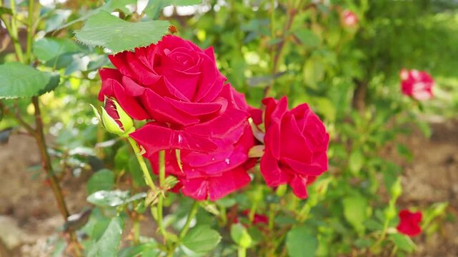 Delicate red roses thrive in a lush garden, soaking up the warm sunlight of early summer. Vibrant colors add life and charm to the surroundings, inviting admiration and peace. Evening, golden hour