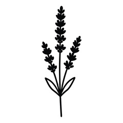 lavender sprig icon with small clustered flowers on a tall stem silhouette vector illustration on white background