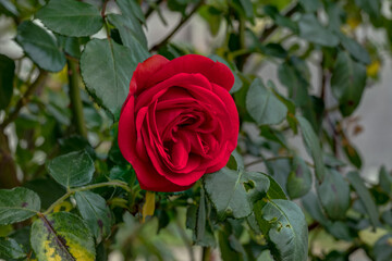 red rose among green leaves in natural environment, in full bloom close up, romantic and elegant...