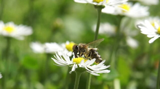 Close-up macro shot of a honey bee collecting pollen from a white daisy flower on a sunny day
