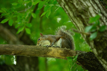 Curious squirrel resting on a tree branch in a lush green forest