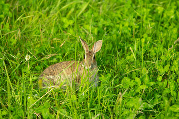 Wild rabbit in green meadow looking alert among tall grass