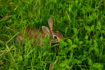 Wild rabbit in green meadow looking alert among tall grass