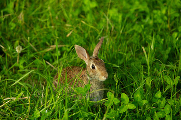 Wild rabbit in green meadow looking alert among tall grass