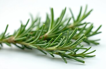 Fototapeta premium Fresh rosemary sprig isolated on white. Close-up of green, needle-like leaves. Aromatic herb for culinary uses. Food ingredient, flavoring, garnish for gourmet dishes. Medicinal properties, herbal