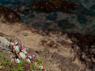 Succulents on cliff next to ocean with water below 
