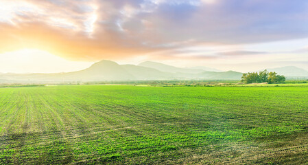 farmland landscapee of green spring field with rows of young fresh growth and sprouts and beautiful agricultural valley with nice sunset hills on background