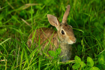 Wild rabbit in green meadow looking alert among tall grass