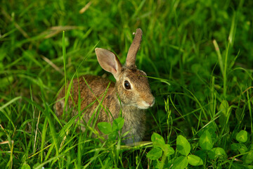 Wild rabbit in green meadow looking alert among tall grass