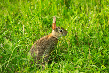Wild rabbit in green meadow looking alert among tall grass