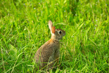 Wild rabbit in green meadow looking alert among tall grass