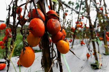 Shriveled tomatoes on dead branches in a countryside agricultural field suffering from blight.
