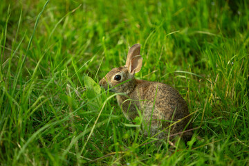 Wild rabbit in green meadow looking alert among tall grass