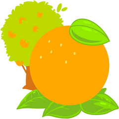 오렌지 나무와 오렌지 일러스트