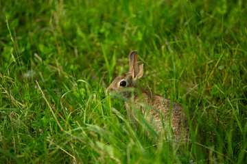 Wild rabbit in green meadow looking alert among tall grass
