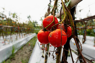 Overripe tomatoes left unharvested in an outdoor tomato plantation with poor plant health.