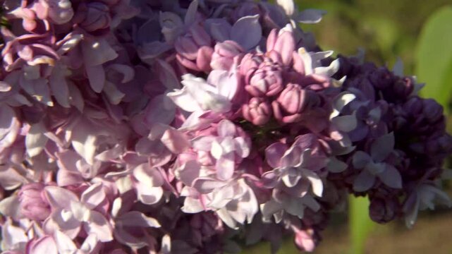 A richly detailed macro view of Syringa vulgaris 'Victor Lemoine', showcasing the lilac layered petals and vivid purples of its springtime inflorescence.