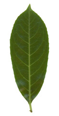 common laurel leaf top side transparent PNG