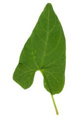 hedge bindweed plant scient. name Calystegia sepium transparent