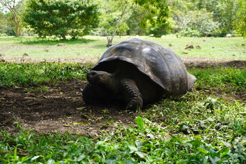 Giant turtle walking