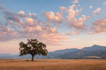 Fototapeta premium serene summer landscape featuring solitary tree silhouetted against stunning sunset in california