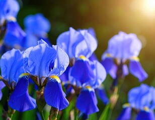 Vibrant blue irises in a garden setting