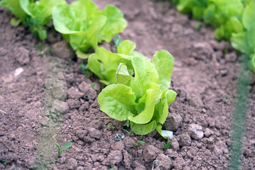 lettuce in the garden