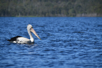 Australian pelican
