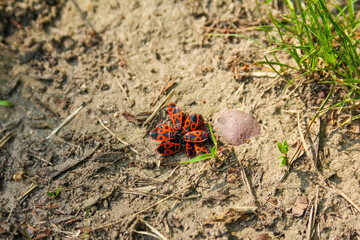 Fresh red flowers placed on earthen grave site showing recent memorial tribute and ongoing remembrance