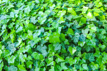 Dense green ivy covering wall creating natural botanical background texture in outdoor garden