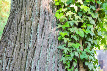 Tree trunk with climbing ivy growing up bark surface in natural forest environment
