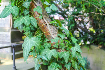 Green ivy vines growing over metal fence creating natural botanical screen in urban garden