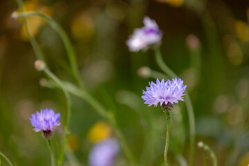 Selective focus of Centaurea cyanus commonly known as cornflower or bachelor's button in the garden, An annual flowering plant in the family Asteraceae, Native to Europe, Natural floral background.