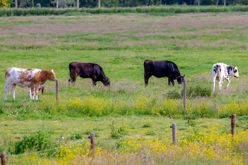 Flock of Dutch cows (black, white and orange) on green grass meadow, Typical spring polder with wild flowers, Open farm with dairy cattle on grass field, Countryside farm in North Holland, Netherlands