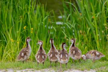Selective focus a flock of young baby goose walking on green grass meadow in spring, Gosling is typically still covered with soft, fluffy down feathers and unable to fly, Spawning and breeding season.
