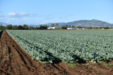 Cabbages growing at Gatton