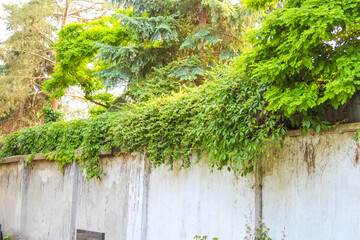 Thick green moss and ivy growth cascading down concrete retaining wall in urban environment