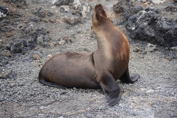 galapagos sea lion dancing