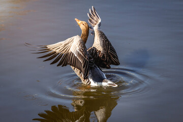 goose