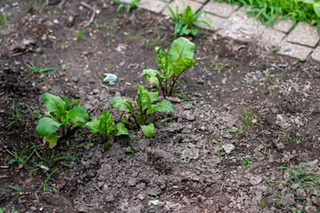 Beet seedlings grown in an urban garden. Self sufficiency concept.